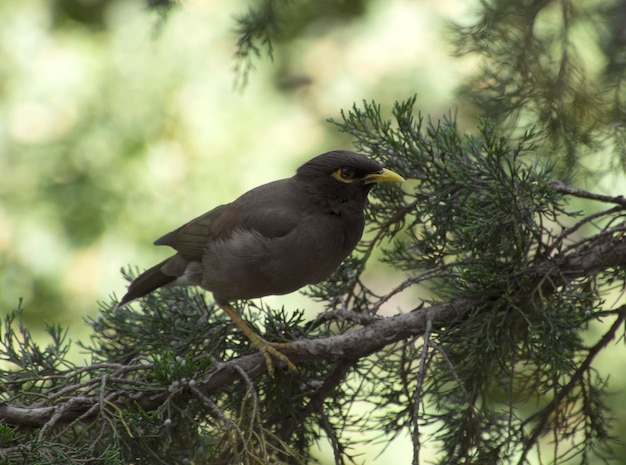 Uccello Myna comune