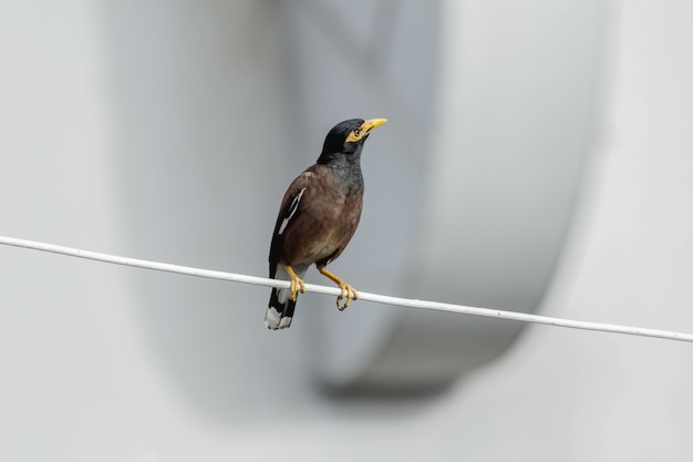 Uccello Myna