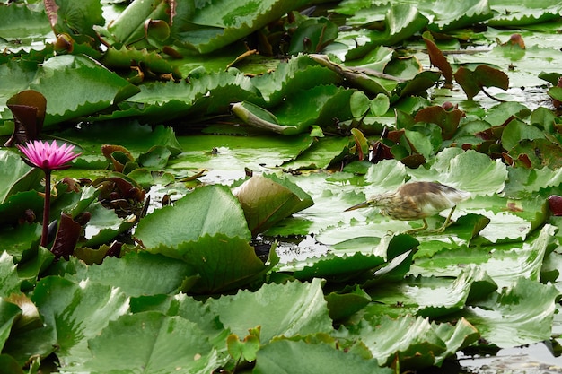 Uccello nel campo di loto