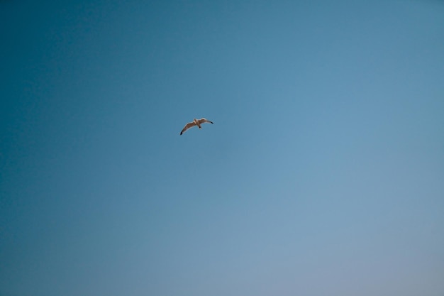 Uccello nel cielo