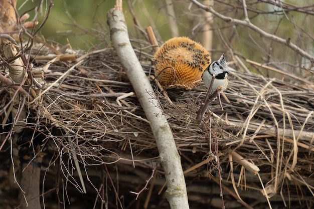 Uccello nel ramo. Bellissimo uccello canoro grigio-blu. Songbird nell'habitat naturale. Cincia dal ciuffo carino nella scena invernale. Cincia dal ciuffo su tronco, trovata nelle pinete