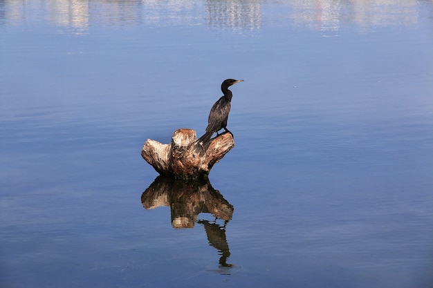 Uccello nella laguna di Rodrigo de Freitas a Rio de Janeiro, Brasile