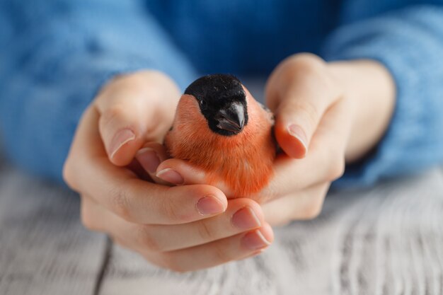 Uccello nella mano simbolo di cura