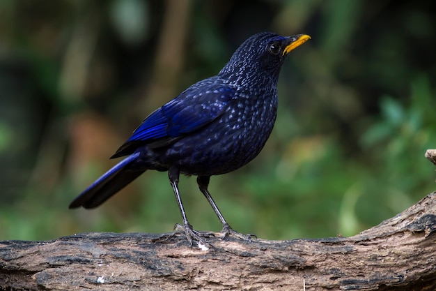 Uccello nella natura, tordo blu di fischio