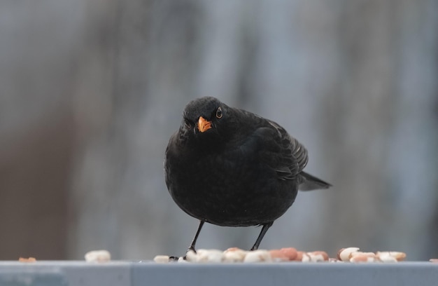 uccello nero con becco giallo mangia noci, merlo comune