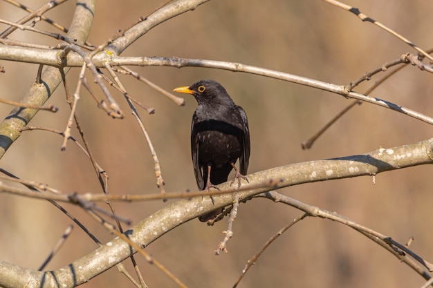 Uccello nero con becco giallo su rami secchi