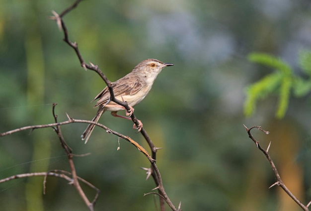 Uccello normale di Prinia che si siede su un ramo di albero