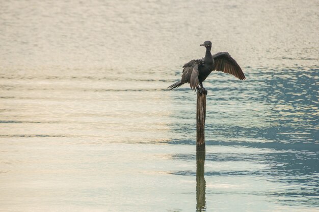 Uccello noto come cormorano, in piedi su un tronco di legno che prosciuga dopo un tuffo nella laguna Rodrigo de Freias a Rio de Janeiro in Brasile.