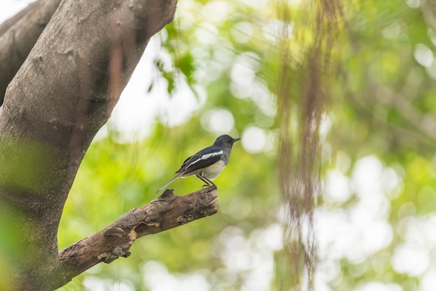 Uccello (Oriental-robin-robin o Copsychus saularis) di colore nero, grigio e bianco femminile