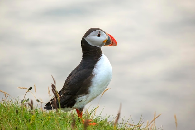 Uccello Paffin seduto sull'erba dell'isola Heimaey Vestmannaeyjar Arcipelago Islanda