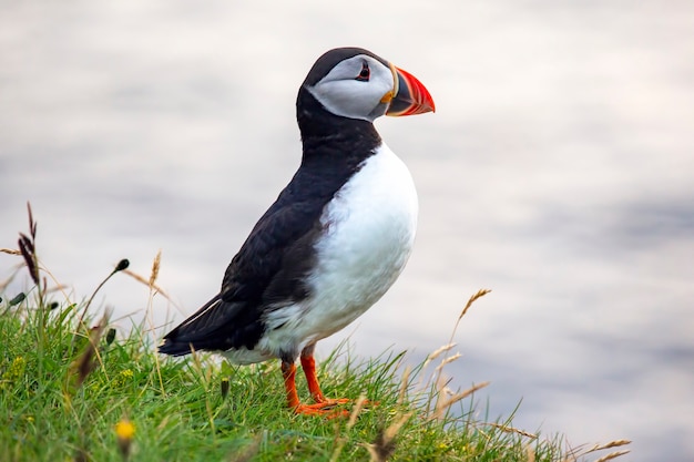 Uccello Paffin sull'erba in Islanda