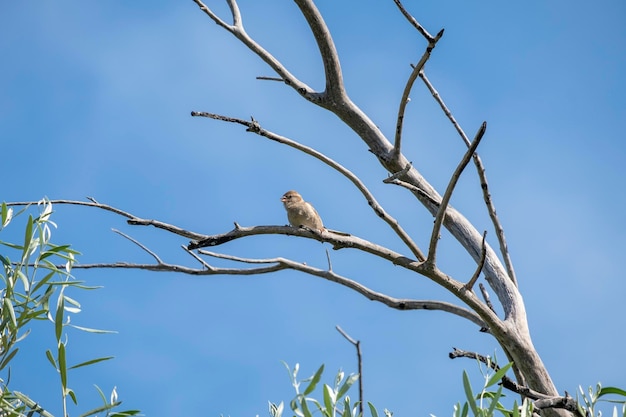 Uccello passero appollaiato seduto sul ramo di un albero Passero maschio uccello canoro Passer domesticus