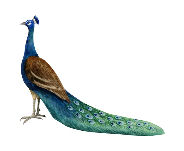 Uccello pavone con colorata coda lunga illustrazione ad acquerello natura tropicale clipart realistico