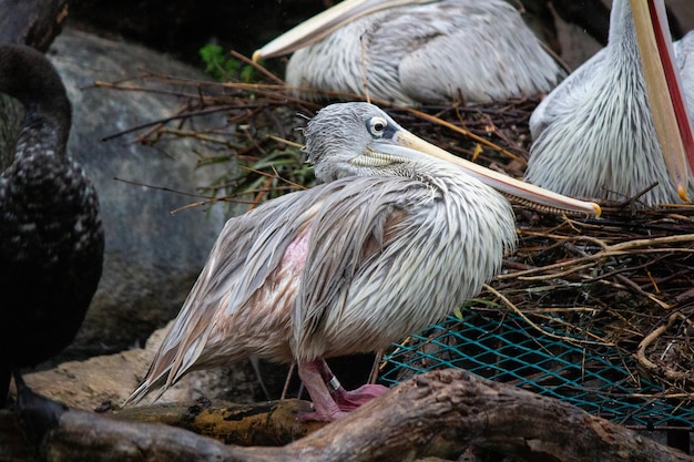 Uccello pellicano con dorso rosa sull'acqua