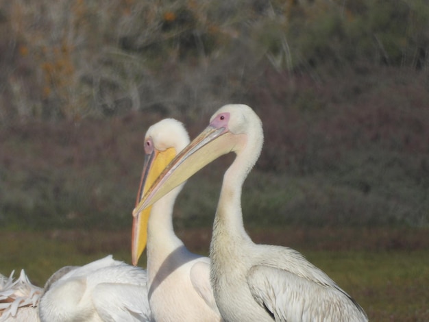 Uccello pellicano