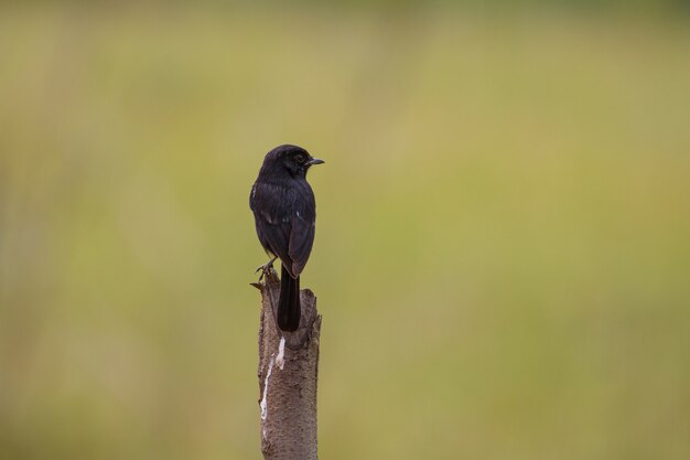 Uccello pezzato di Bushchat (Saxicola caprata)