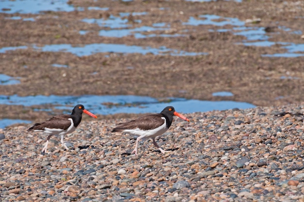 uccello picco rosso che cammina in spiaggia