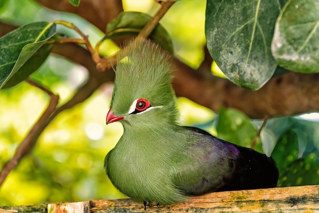 Uccello, piccolo animale, con becco rosso, ciuffo verde e piume seduto su trespolo di legno nella foresta con alberi di foglie verdi in giornata di sole estivo su sfondo naturale. Fauna selvatica e natura. Ornitologia