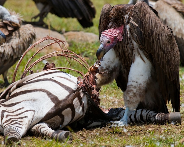 Uccello predatore sta mangiando la preda nella savana Kenya Tanzania Safari Africa orientale