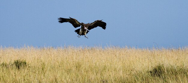 Uccello predatore vola a preda Kenya Tanzania Safari Africa orientale