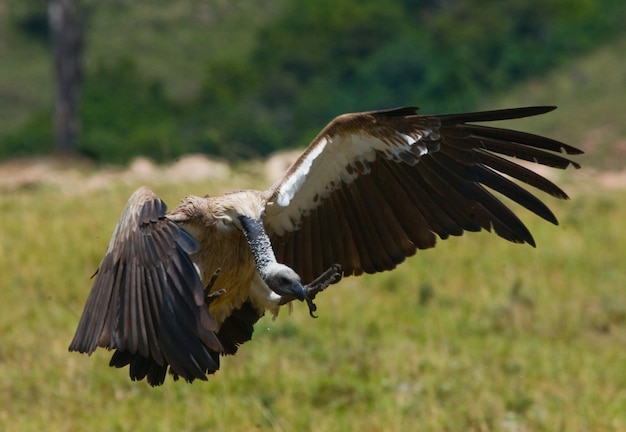 Uccello predatore vola a preda Kenya Tanzania Safari Africa orientale