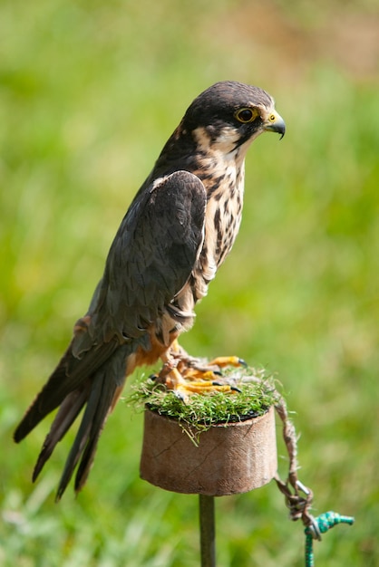 uccello rapace