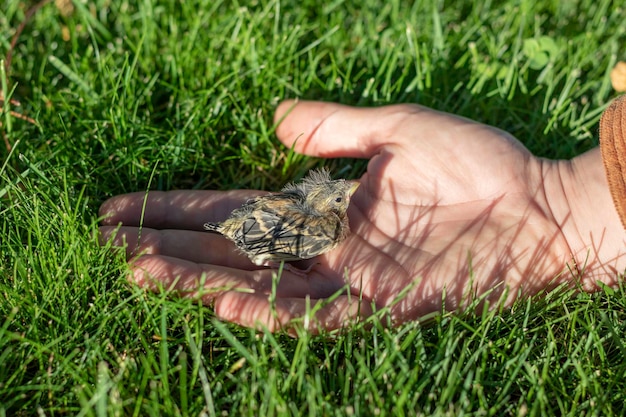 Uccello riproduttore che giace nella mano di un essere umano che cerca di proteggerlo dai predatori in natura