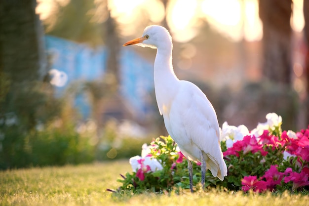 Uccello selvatico bianco dell'airone guardabuoi, noto anche come Bubulcus ibis che cammina sul prato verde in estate.