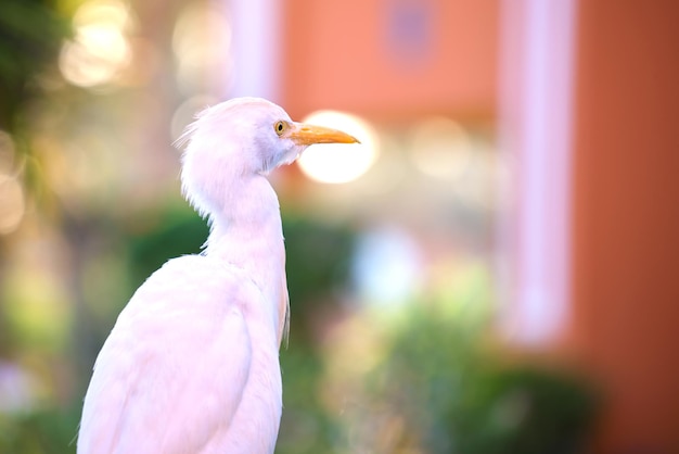 Uccello selvatico garzetta bianca noto anche come Bubulcus ibis che cammina sul prato verde in estate