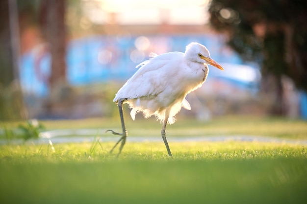 Uccello selvatico garzetta bianca noto anche come Bubulcus ibis che cammina sul prato verde in estate