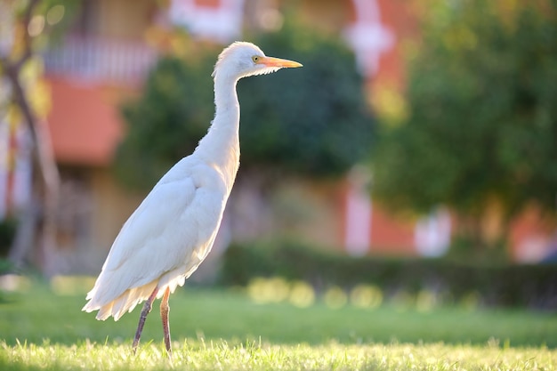 Uccello selvatico garzetta bianca noto anche come Bubulcus ibis che cammina sul prato verde in estate