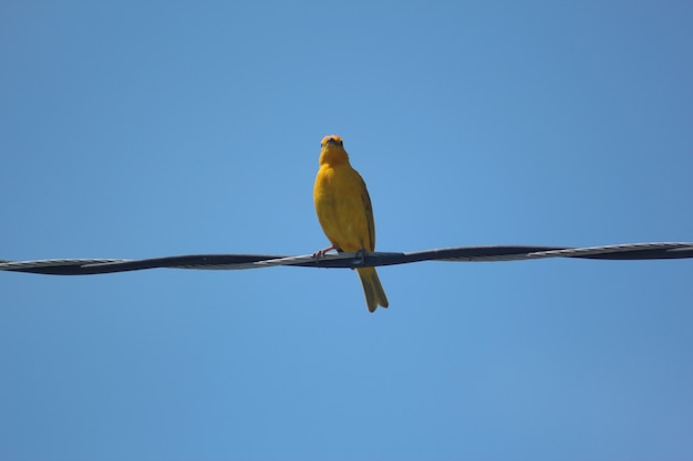 uccello selvatico giallo