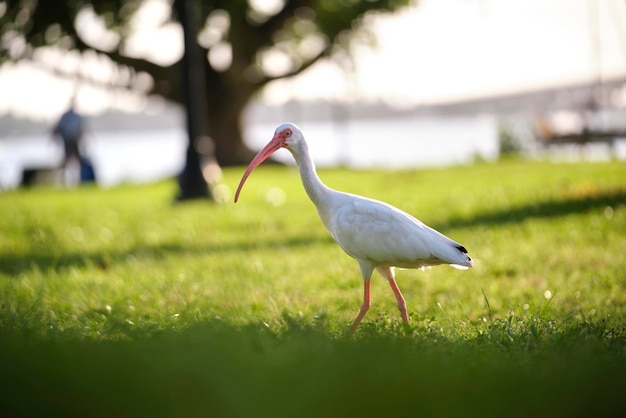 Uccello selvatico ibis bianco noto anche come airone bianco maggiore o airone che cammina sull'erba nel parco cittadino in estate