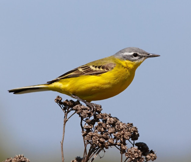 Uccello selvatico seduto su un ramo. Flava Motacilla