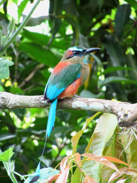 uccello smeraldo