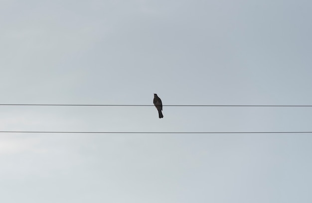 Uccello solitario seduto sui fili