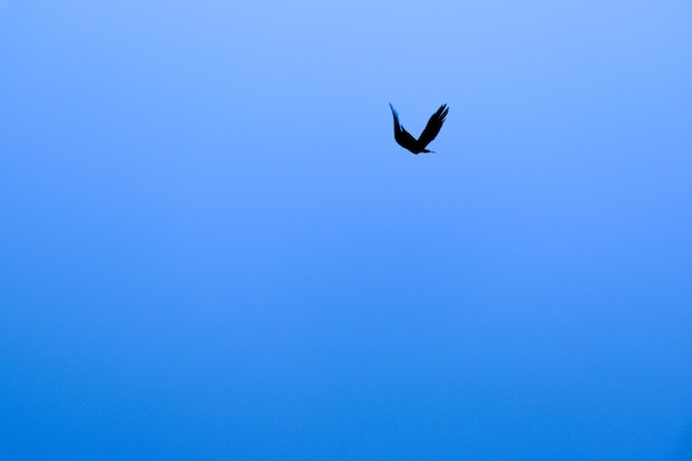 uccello solo che vola in alto sullo sfondo del cielo azzurro