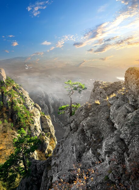 Uccello sopra la nebbia nel canyon di montagna all'alba