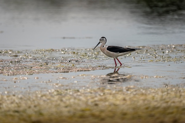 Uccello su palafitta dalle ali nere sulla riva