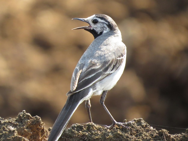 Uccello su un bellissimo sfondo di fauna selvatica