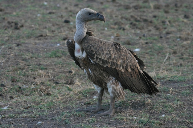 Uccello sul campo