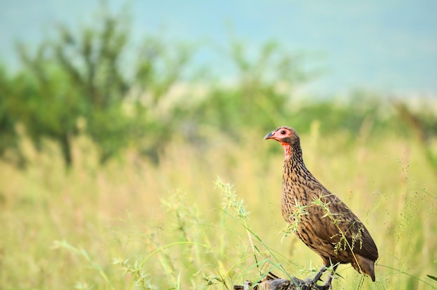 Uccello sul campo