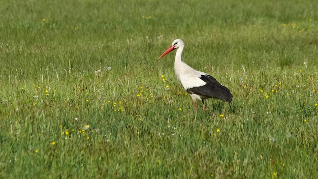 Uccello sul campo