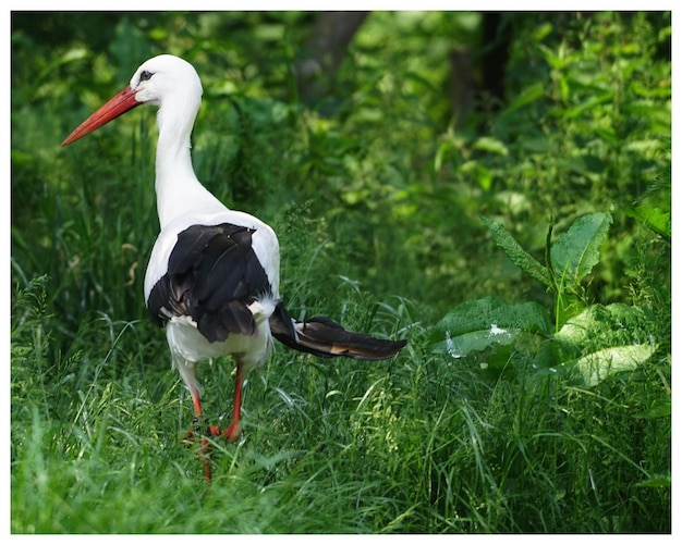 Uccello sul campo