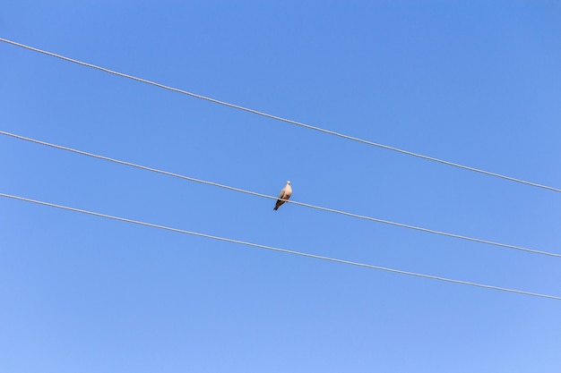 Uccello sul filo dell'elettricità Cielo blu