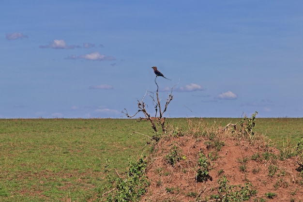 Uccello sul safari in Kenia e Tanzania, Africa