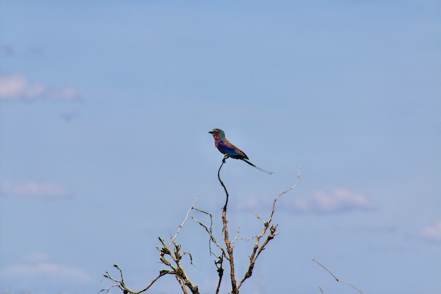 Uccello sul safari in Kenia e Tanzania, Africa