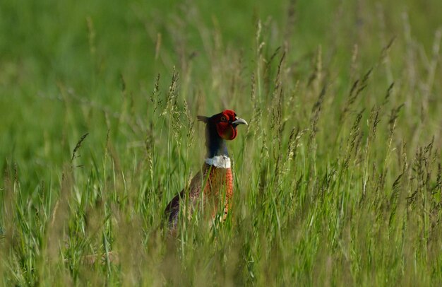 Uccello sull'erba nel campo