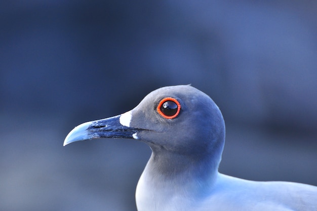 Uccello sull'isola delle Galapagos di San Cristobal