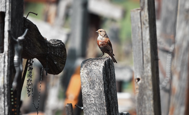 Uccello sulla collina delle croci